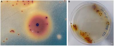 Osmotic response in Leptospirillum ferriphilum isolated from an industrial copper bioleaching environment to sulfate